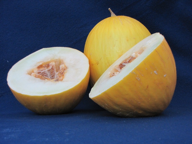 Yellow canary type melon 54-420 p2